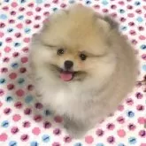 ポメラニアン