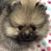 ポメラニアン