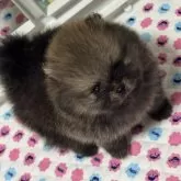ポメラニアン