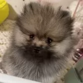 ポメラニアン