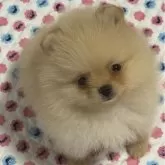 ポメラニアン