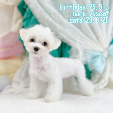 マルチーズ【鹿児島県・男の子・2025年5月3日・ホワイト】の写真「ちびっこいのによく動きます」