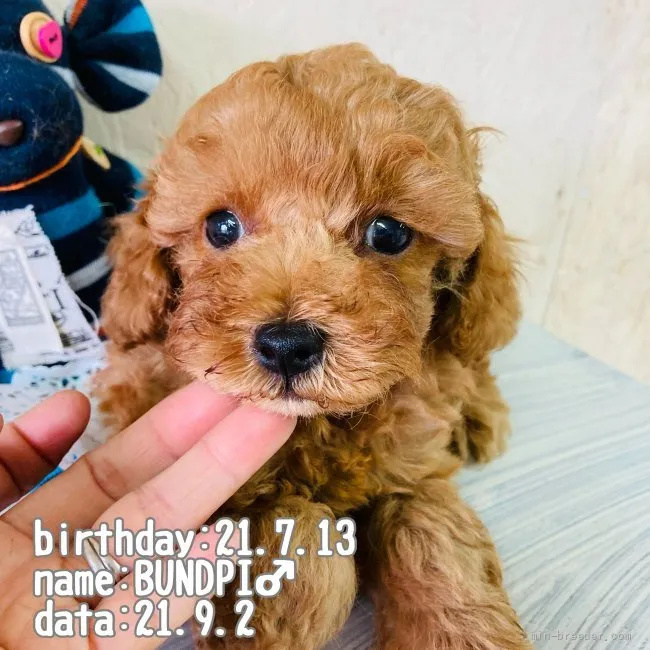 ID：2109-00313の子犬