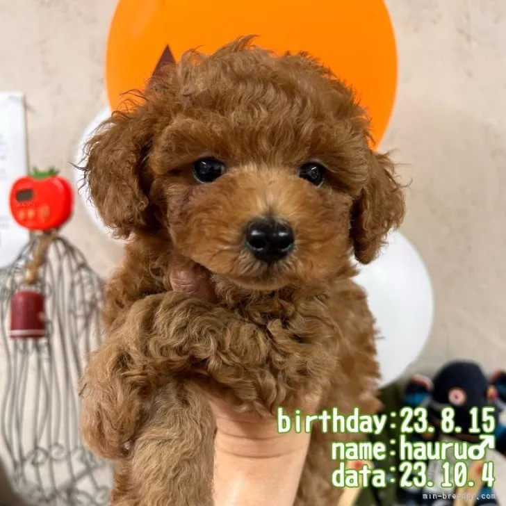 ID：2310-02354の子犬
