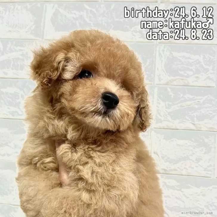 ID：2407-03937の子犬
