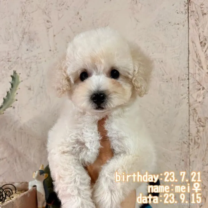 ID：2309-03480の子犬