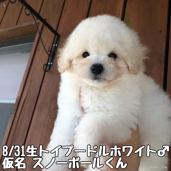 ID:1810-01854の子犬