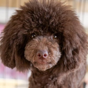 トイプードル(トイ)【鹿児島県・男の子・2022年8月20日・ブラウン】の写真「ブラックと見間違える程のブラウン」