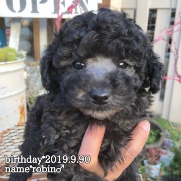 トイプードル(トイ)【鹿児島県・男の子・2019年9月30日・シルバー】の写真「濃いめのシルバー男子❤️」