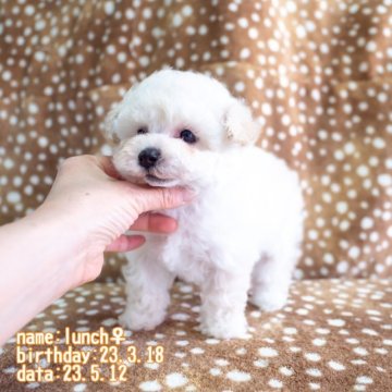 トイプードル(タイニー)【鹿児島県・女の子・2023年3月18日・ホワイト】の写真「爆毛！」