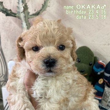トイプードル(トイ)【鹿児島県・男の子・2023年4月16日・クリーム】の写真「癒しフェイス♡」