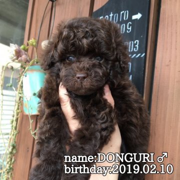 トイプードル(トイ)【鹿児島県・男の子・2019年2月10日・ブラウン】の写真「ブィープブラウンの男の子♪」
