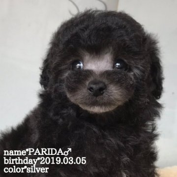 トイプードル(タイニー)【鹿児島県・男の子・2019年3月5日・シルバー】の写真「お鼻が❤（笑）」
