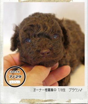トイプードル(トイ)【鹿児島県・男の子・2016年7月8日・ダーク*ブラウン】の写真「大人ななってもダークブラウン♪」