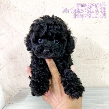トイプードル(トイ)【鹿児島県・女の子・2023年5月30日・ブラック】の写真「人が大好き甘えんぼ」