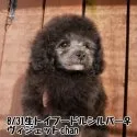 タイニープードル【鹿児島県・女の子・2018年8月31日・シルバー】の写真1