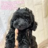トイプードル(トイ)【鹿児島県・女の子・2024年7月19日・ブラック】の写真1