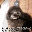 タイニープードル【鹿児島県・女の子・2018年8月31日・シルバー】の写真2