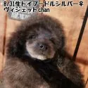 タイニープードル【鹿児島県・女の子・2018年8月31日・シルバー】の写真3