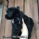 トイプードル(トイ)【鹿児島県・男の子・2018年5月13日・ブラック】の写真3