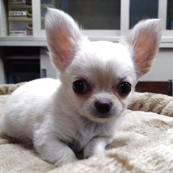 チワワ(ロング)【愛知県・女の子・2025年7月28日・クリーム&ホワイト】の写真1