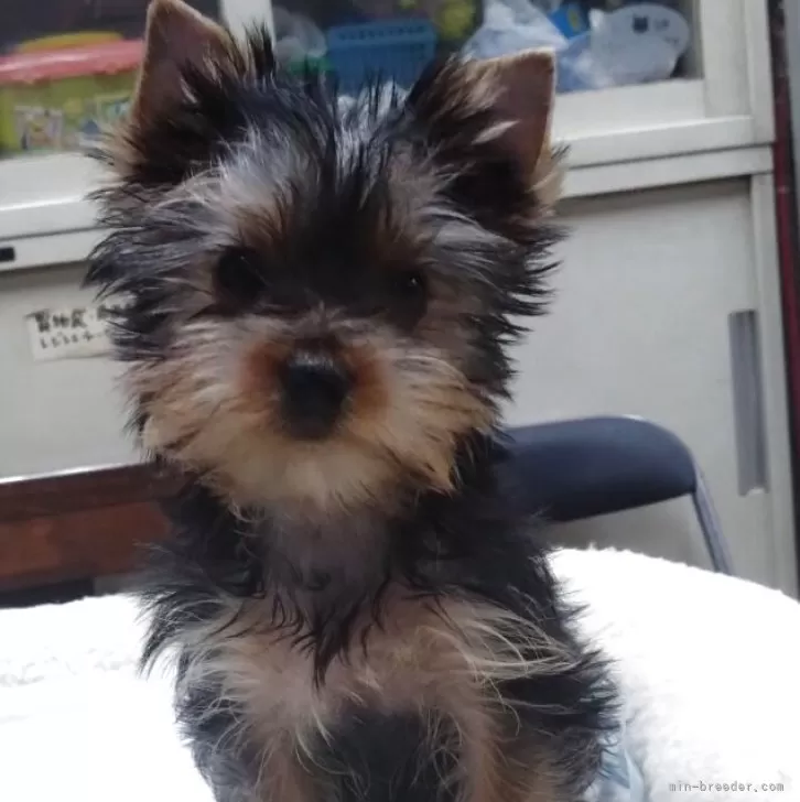 マリー 様のお迎えした子犬