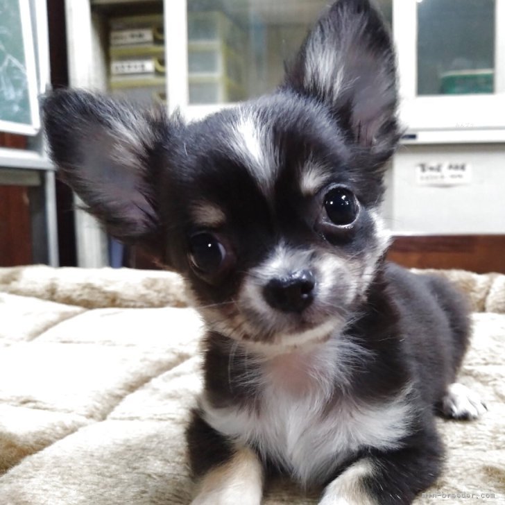 ブリーダー画像