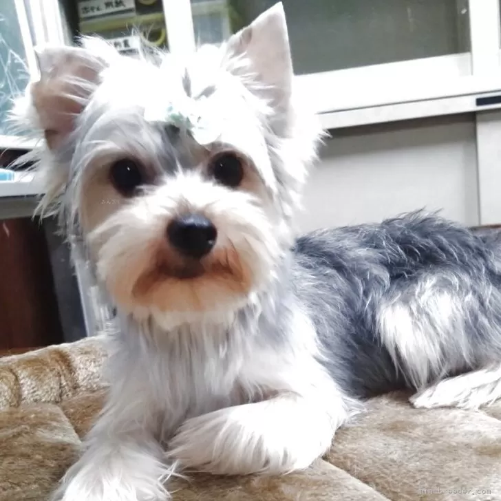 S 様のお迎えした子犬