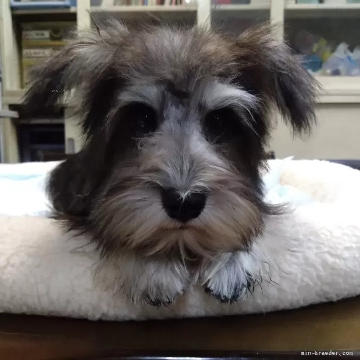 ID：2411-06771の子犬