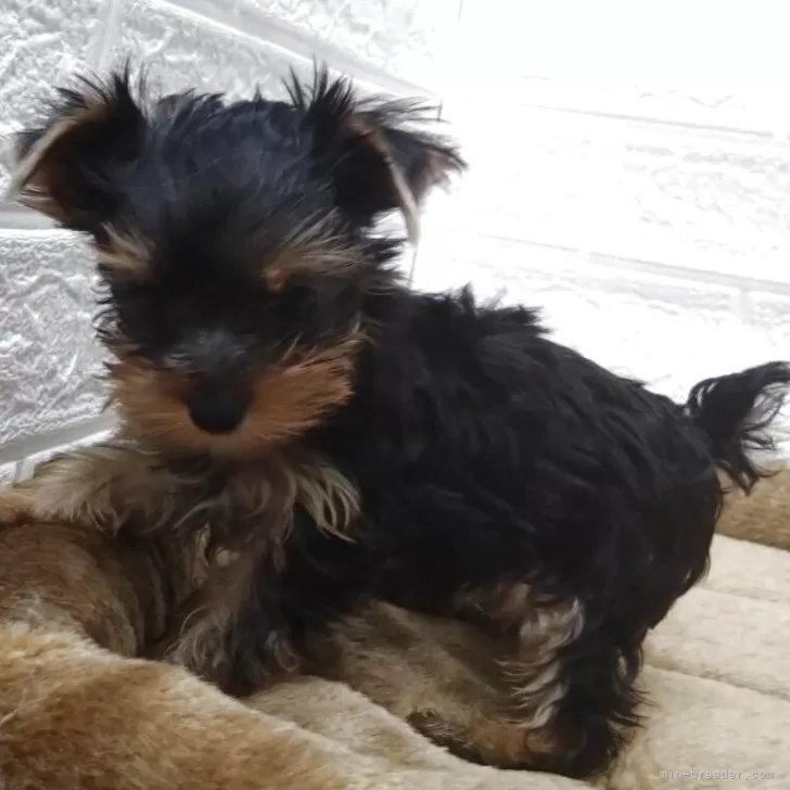ID：2509-01310の子犬