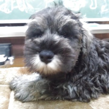 ミニチュアシュナウザー【愛知県・男の子・2025年9月3日・ソルト&ペッパー】の写真「明るく人懐こい甘えん坊なわんぱく君」