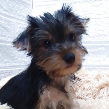 ヨークシャーテリア【愛知県・女の子・2025年8月27日・スチールブルー&タン】の写真「人懐こい甘えん坊で利発な子です、」