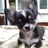 チワワ(ロング)【愛知県・男の子・2025年7月28日・ブラッククリーム&ホワイト】の写真1