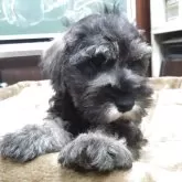 ミニチュアシュナウザー【愛知県・男の子・2025年9月3日・ソルト&ペッパー】の写真1