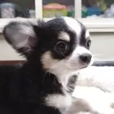 チワワ(ロング)