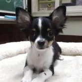 チワワ(ロング)