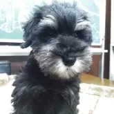 ミニチュアシュナウザー【愛知県・男の子・2025年9月3日・ブラックシルバー】の写真1