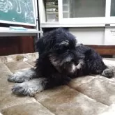 ミニチュアシュナウザー【愛知県・男の子・2025年9月3日・ブラックシルバー】の写真2