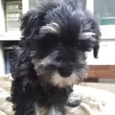 ミニチュアシュナウザー【愛知県・男の子・2025年9月3日・ブラックシルバー】の写真4