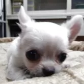 チワワ(ロング)【愛知県・女の子・2025年7月28日・クリーム&ホワイト】の写真4