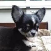 チワワ(ロング)【愛知県・男の子・2025年7月28日・ブラッククリーム&ホワイト】の写真5