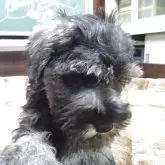 ミニチュアシュナウザー【愛知県・男の子・2025年9月3日・ソルト&ペッパー】の写真5