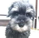 ミニチュアシュナウザー【愛知県・男の子・2025年9月3日・ブラックシルバー】の写真5