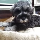 ミニチュアシュナウザー【愛知県・男の子・2025年9月3日・ソルト&ペッパー】の写真6