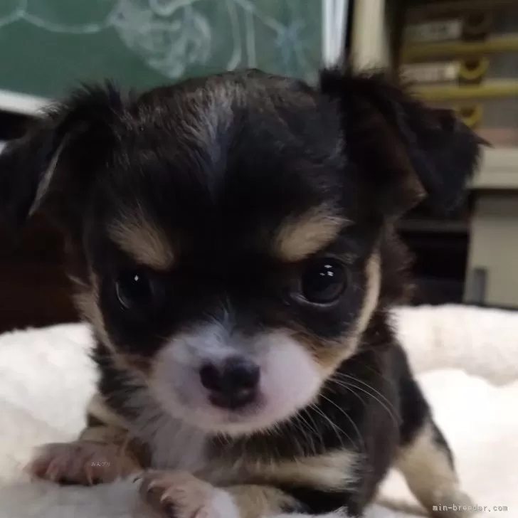 ID:2405-02123の子犬