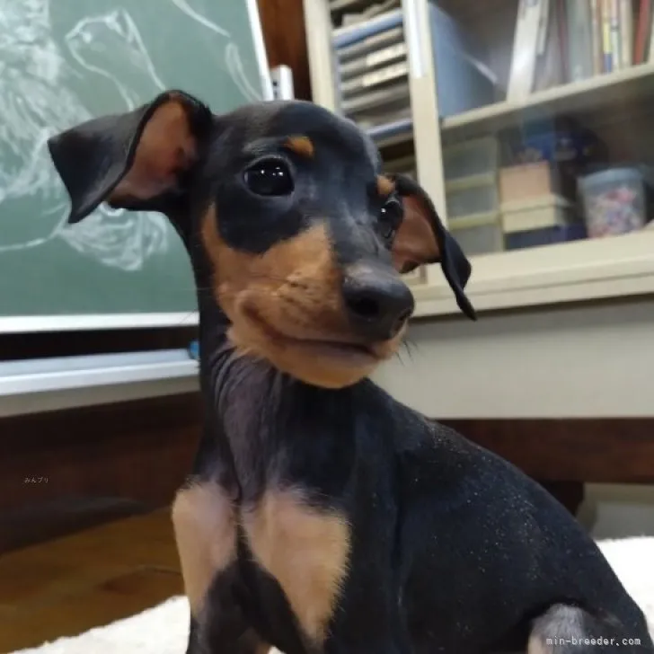 ID：2308-03941の子犬