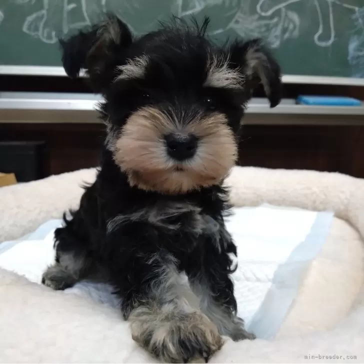 ID:2402-05422の子犬