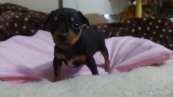 ID：1711-01870の子犬