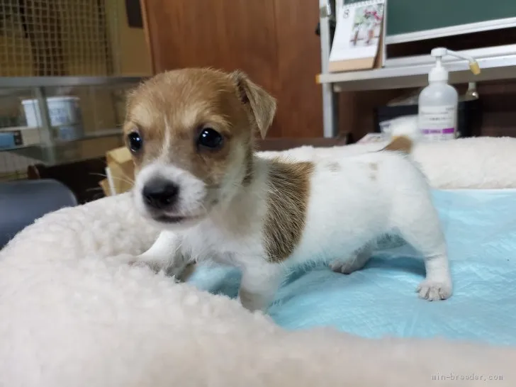 ID:1908-03478の子犬
