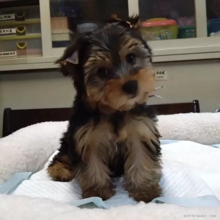 ID:2401-00114の子犬